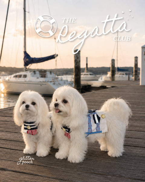 Glitter Pooch Harness ชุดรัดอก สายจูง เสื้อผ้า สุนัข, หมา, แมว, สัตว์เลี้ยง พร้อม สายจูง รุ่น The Regetta Club - Boy
