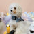 Glitter Pooch Harness ชุดรัดอก สายจูง เสื้อผ้า สุนัข, หมา, แมว, สัตว์เลี้ยง พร้อม สายจูง รุ่น Halloween Boy 2023 - GLITTER POOCH DOG & CAT HARNESS