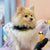 Glitter Pooch Harness ชุดรัดอก สายจูง เสื้อผ้า สุนัข, หมา, แมว, สัตว์เลี้ยง พร้อม สายจูง รุ่น Halloween Girl 2023 - GLITTER POOCH DOG & CAT HARNESS