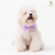 Glitter Pooch Harness ชุดรัดอก สายจูง เสื้อผ้า สุนัข, หมา, แมว, สัตว์เลี้ยง พร้อม สายจูง รุ่น Her Lavender Haze - GLITTER POOCH DOG & CAT HARNESS