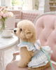 Glitter Pooch Harness ชุดรัดอก สายจูง เสื้อผ้า สุนัข, หมา, แมว, สัตว์เลี้ยง พร้อม สายจูง รุ่น Bridgerton in Bloom Little Wings - Mint