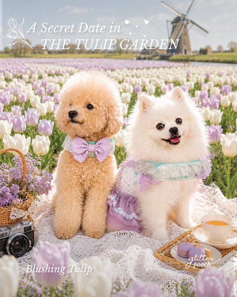 Glitter Pooch Harness ชุดรัดอก สายจูง เสื้อผ้า สุนัข, หมา, แมว, สัตว์เลี้ยง พร้อม สายจูง รุ่น Blushing Tulip Boy