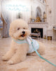 Glitter Pooch Harness ชุดรัดอก สายจูง เสื้อผ้า สุนัข, หมา, แมว, สัตว์เลี้ยง พร้อม สายจูง รุ่น Little Duke Wings - Mint Sky